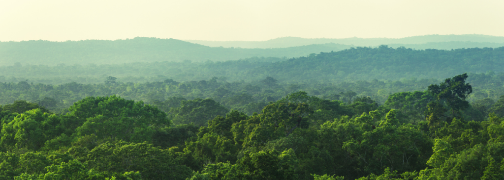 Groviglio verde: una foresta dall'alto