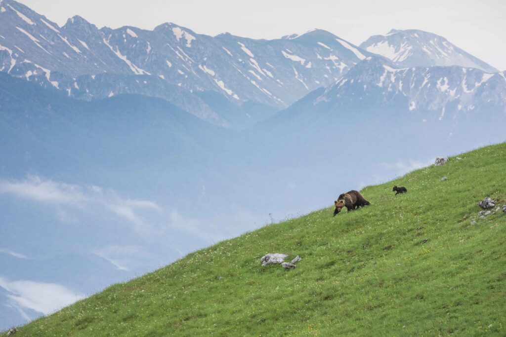 Occhi puntati sulla biodiversità: l'Orso bruno appenninico in Abruzzo