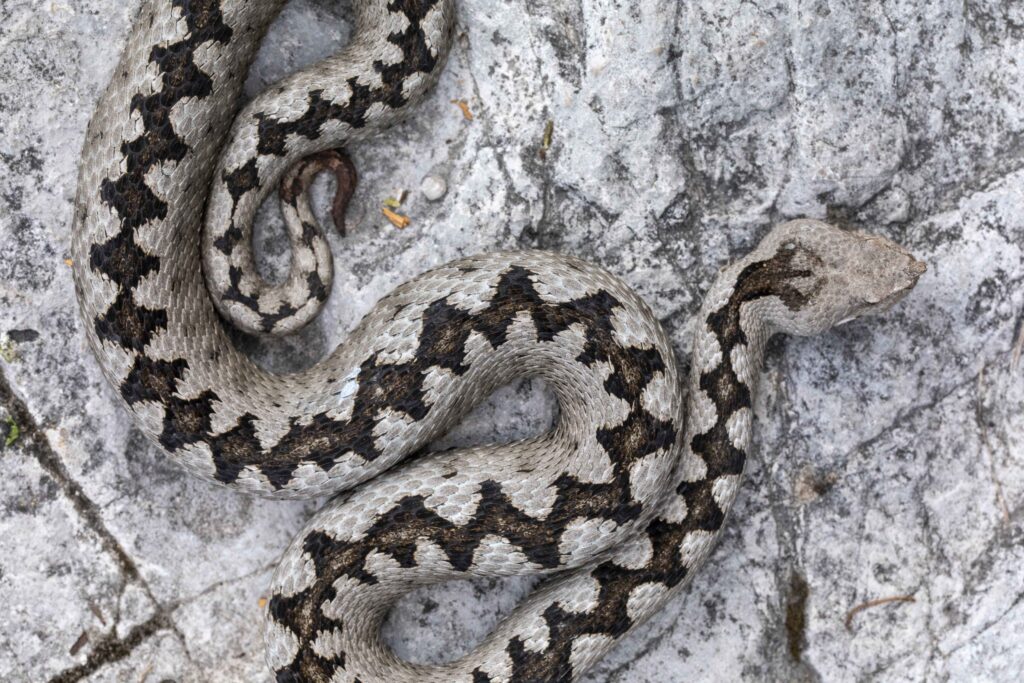 Sguardi d'autore sulla biodiversità: Vipera dal corno in Veneto