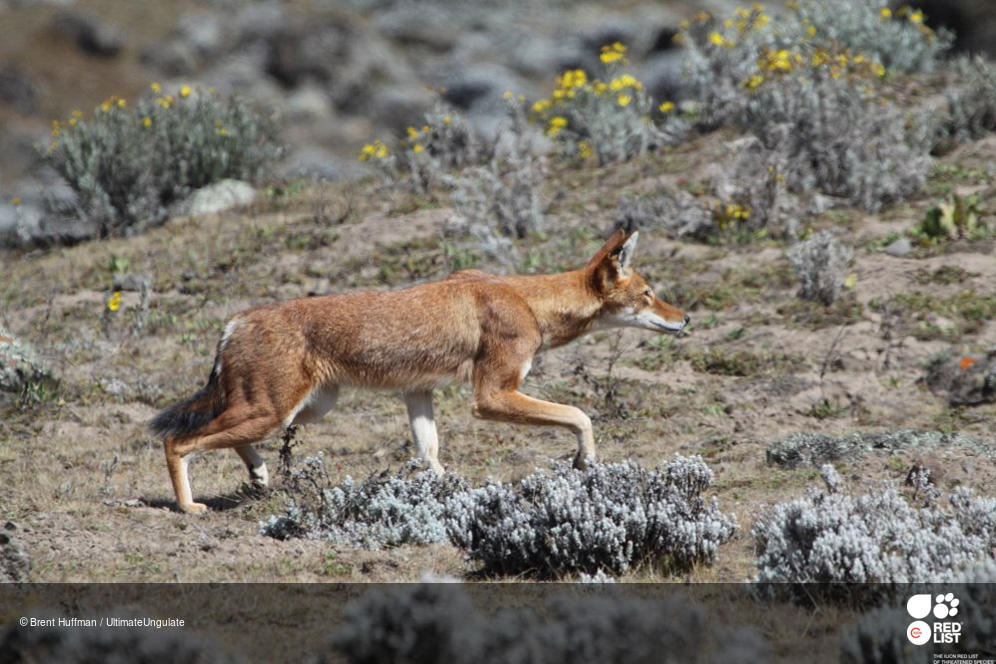 Il lupo etiope (Canis simensis), compreso nella Lista rossa