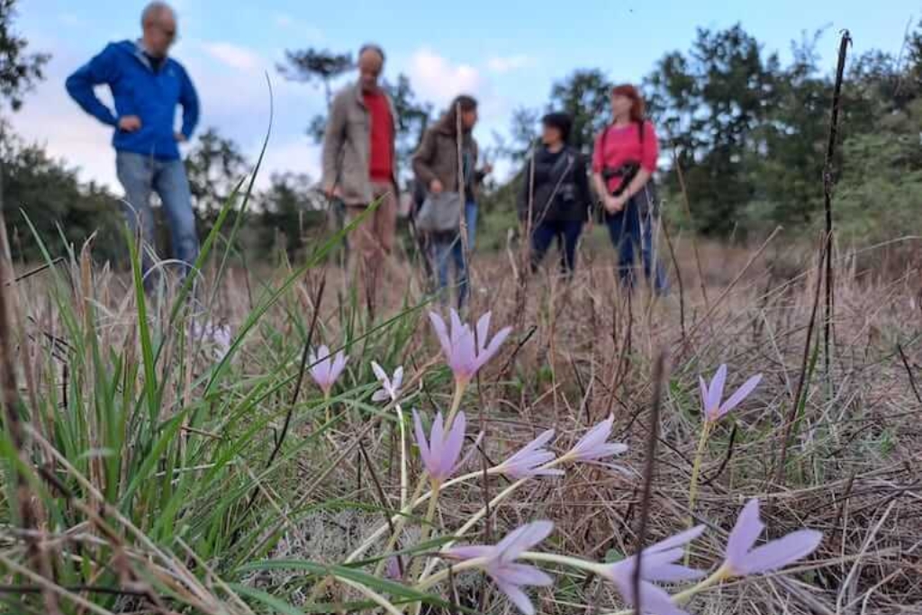 Un sopralluogo nella brughiera della Pianura Padana, progetto LIFE Drylands-UE