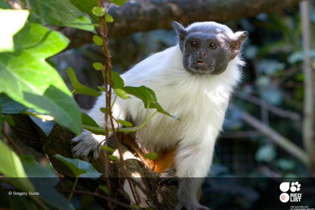 Il Pied Tamarin (Saguinus bicolor), nella Lista Rossa dal 2015