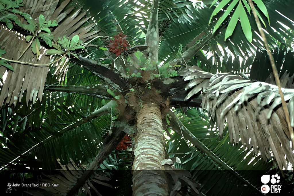 La "Voanioala gerardii", in Madagascar, nella Lista Rossa dal 2010