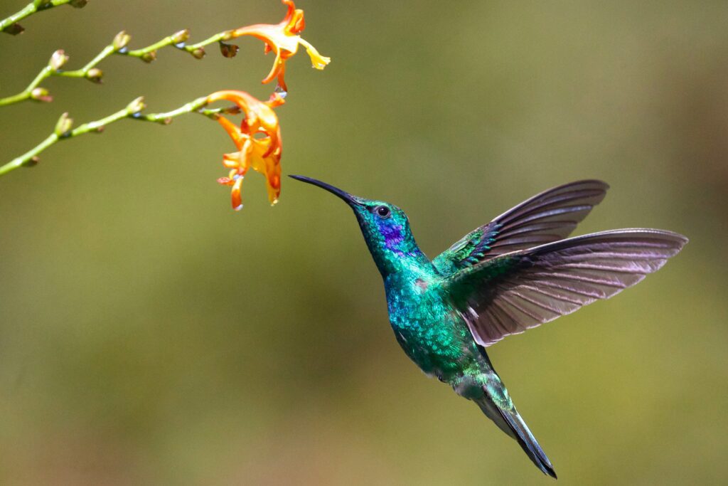 Biodiversità, un colibrì accanto a un fiore
