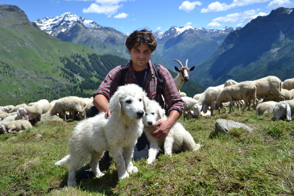 Lassù fra le montagne, con i volontari di “Pasturs”: un volontario con il gregge e il cane