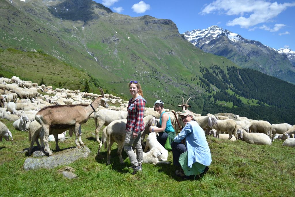 Lassù fra le montagne, con i volontari di “Pasturs”: : un gruppo con un gregge di pecore e capre