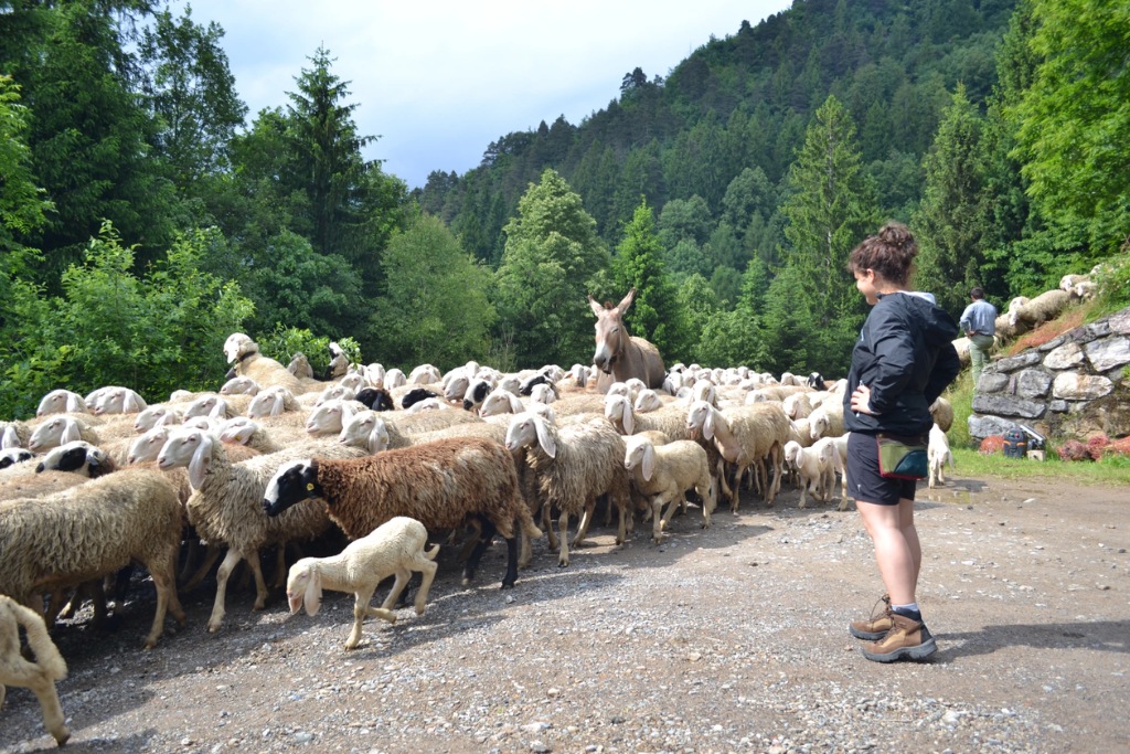 Lassù fra le montagne, con i volontari di “Pasturs”: una volontaria con il gregge