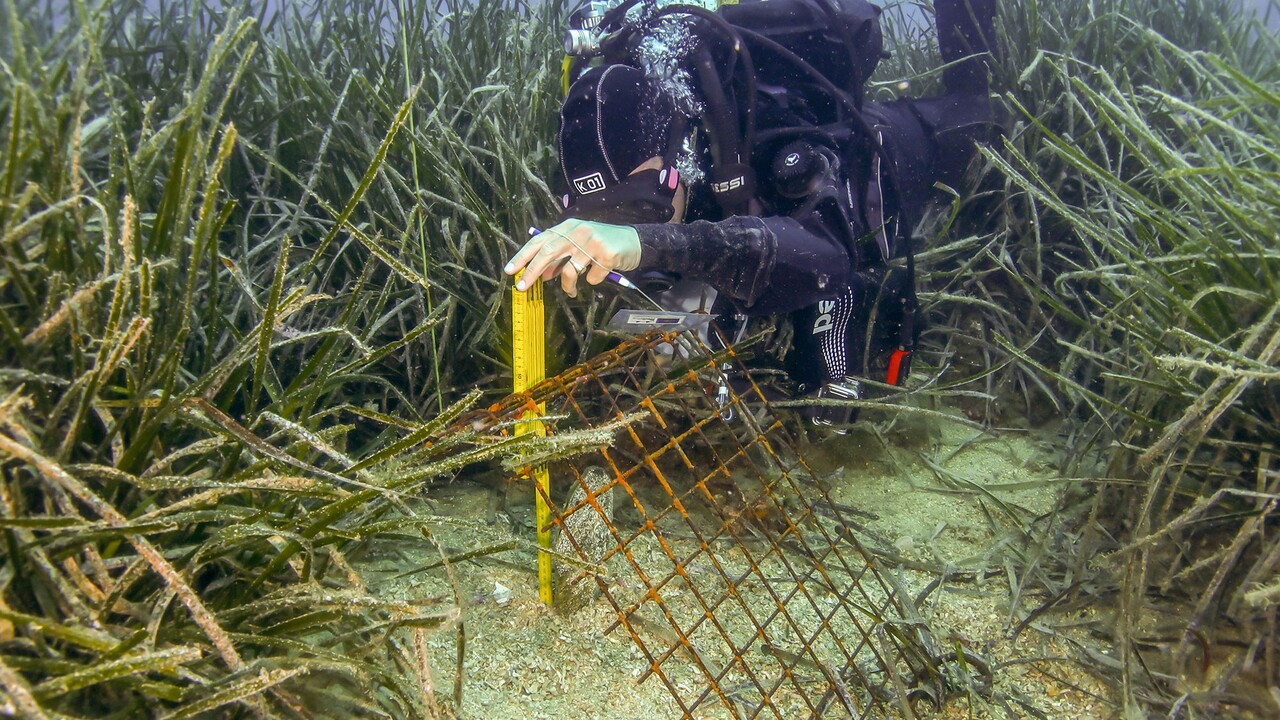 un sub trapianta un pinna nobilis