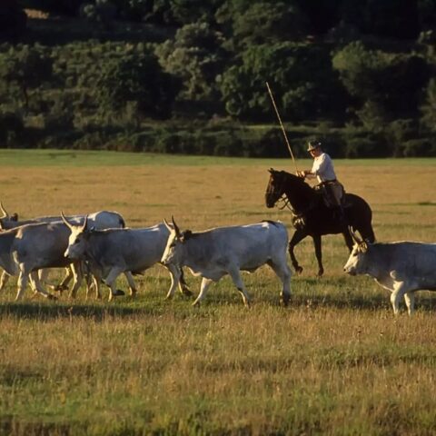 Turismo in Maremma