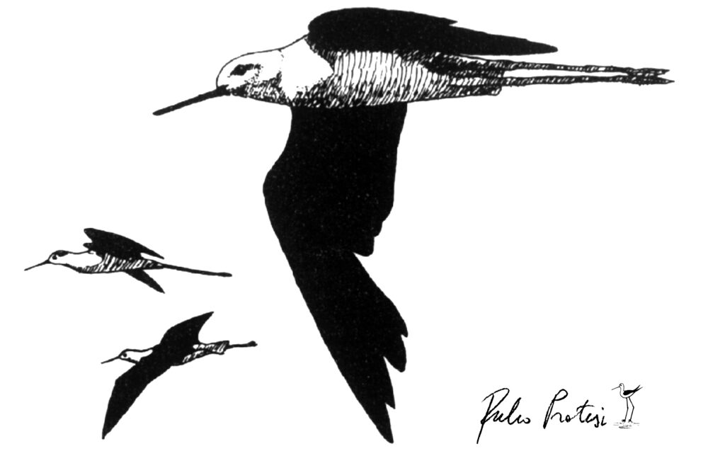 i cavalieri disegnati da Pratesi