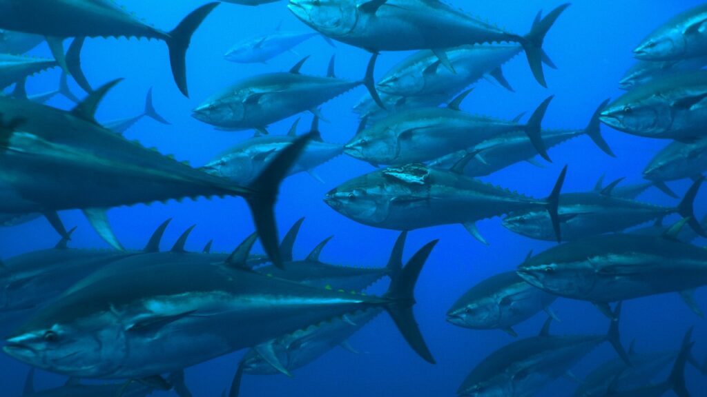"Breath", il docufilm che racconta la bellezza e la sofferenza del mare: un branco di pesci