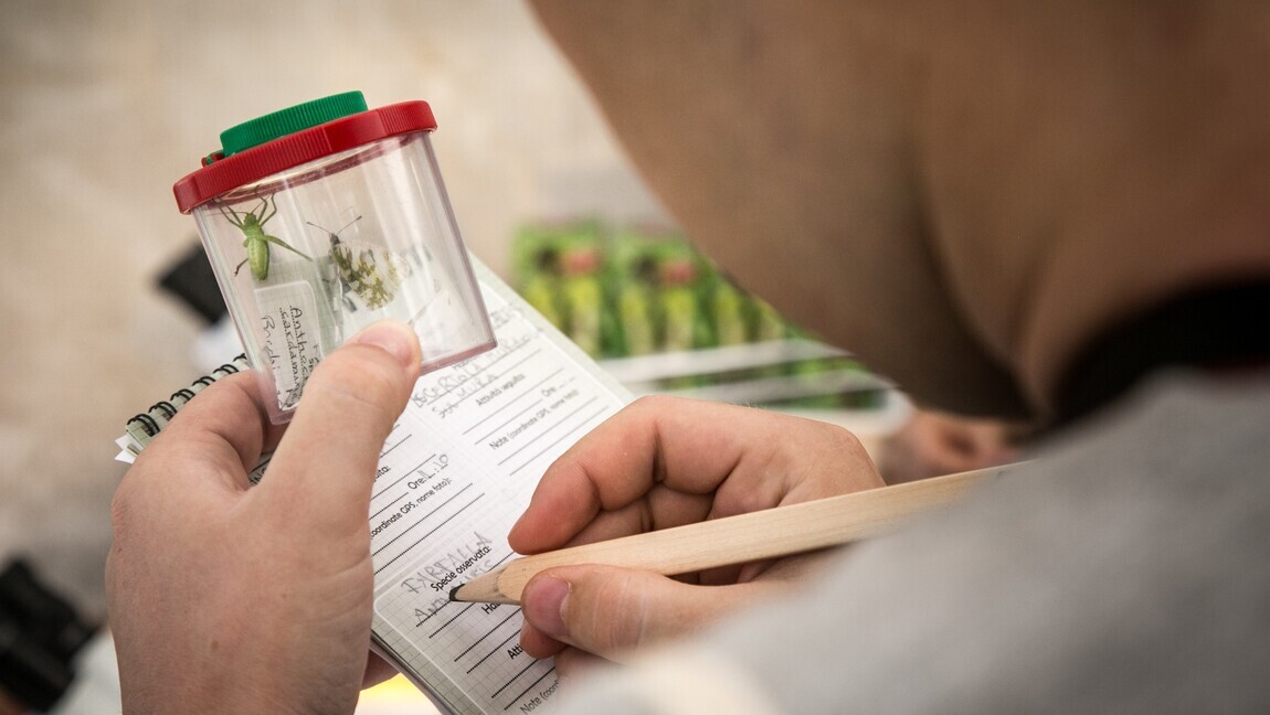 Un ragazzo studia un insetto trattenuto in un contenitore