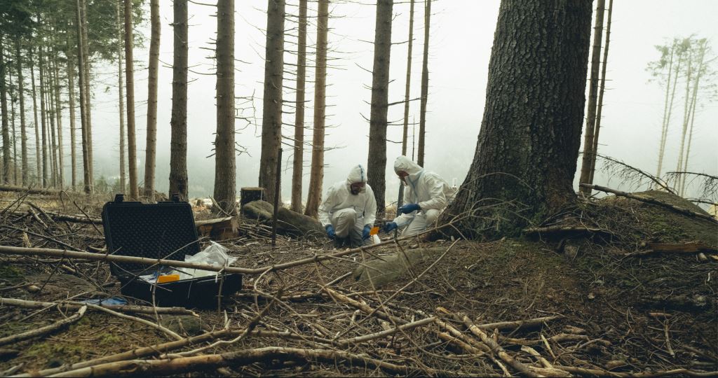 Il codice del bosco 