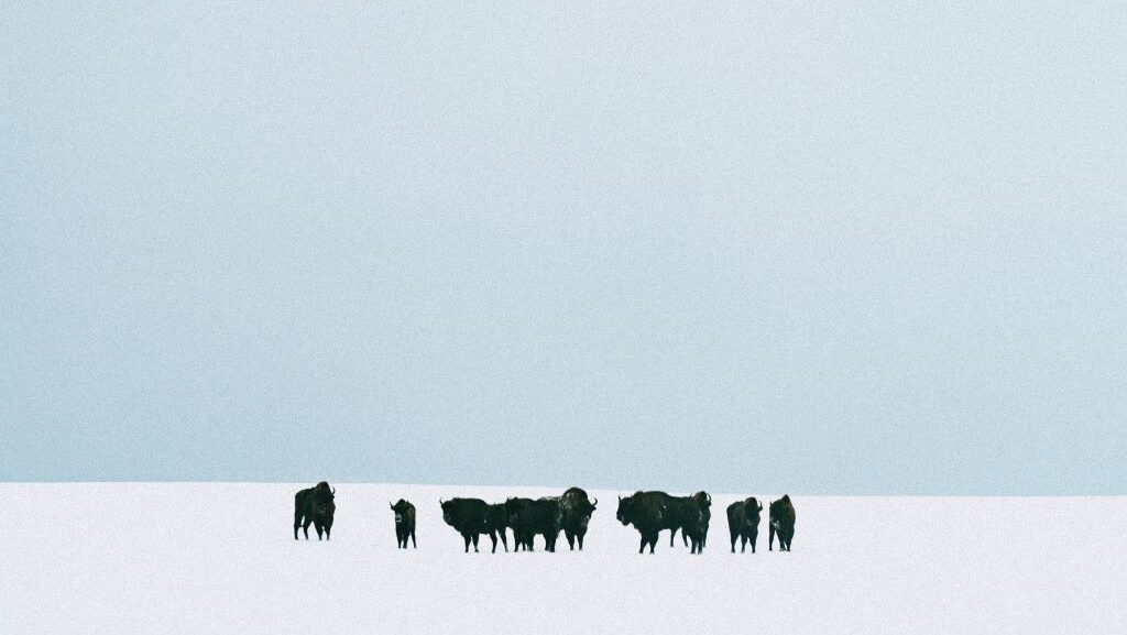 Bentornato Cineambiente: "Bloodline" di Wojciech Węglarz