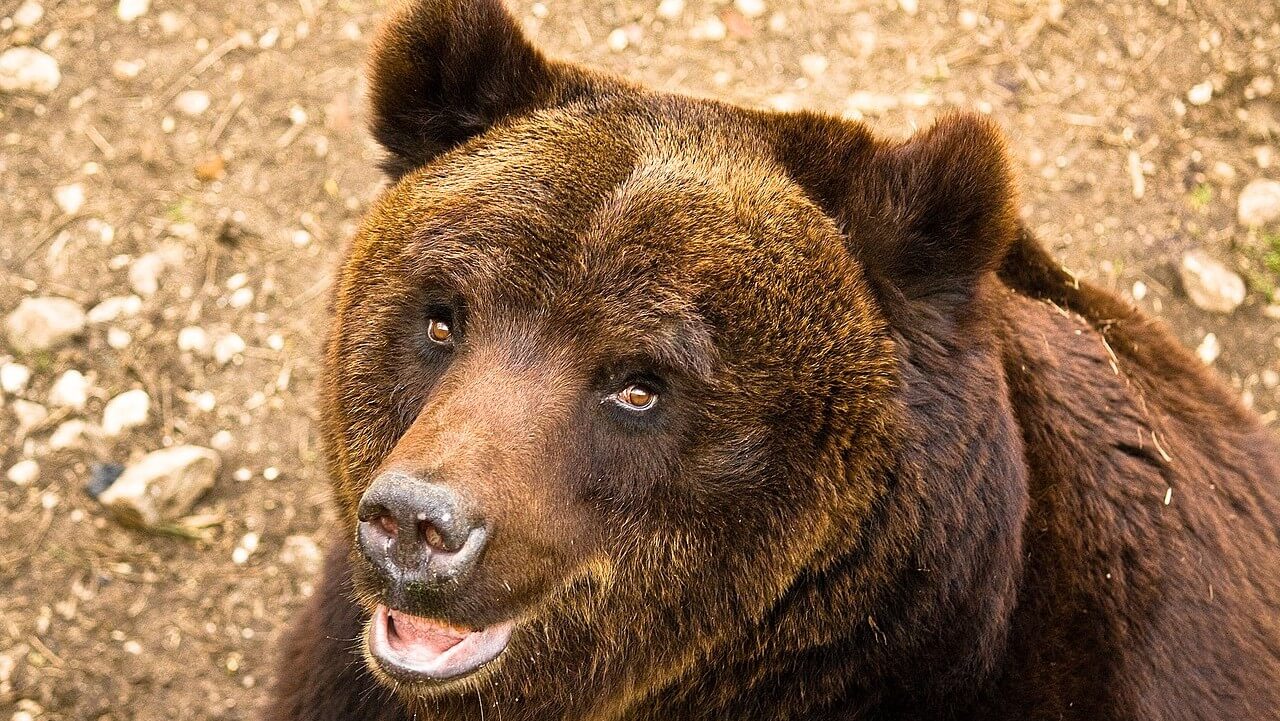 orso bruno maricano