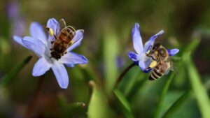 api intente a raccogliere il nettare e il polline dei fiori. Foto: Annette Meyer, Pixabay