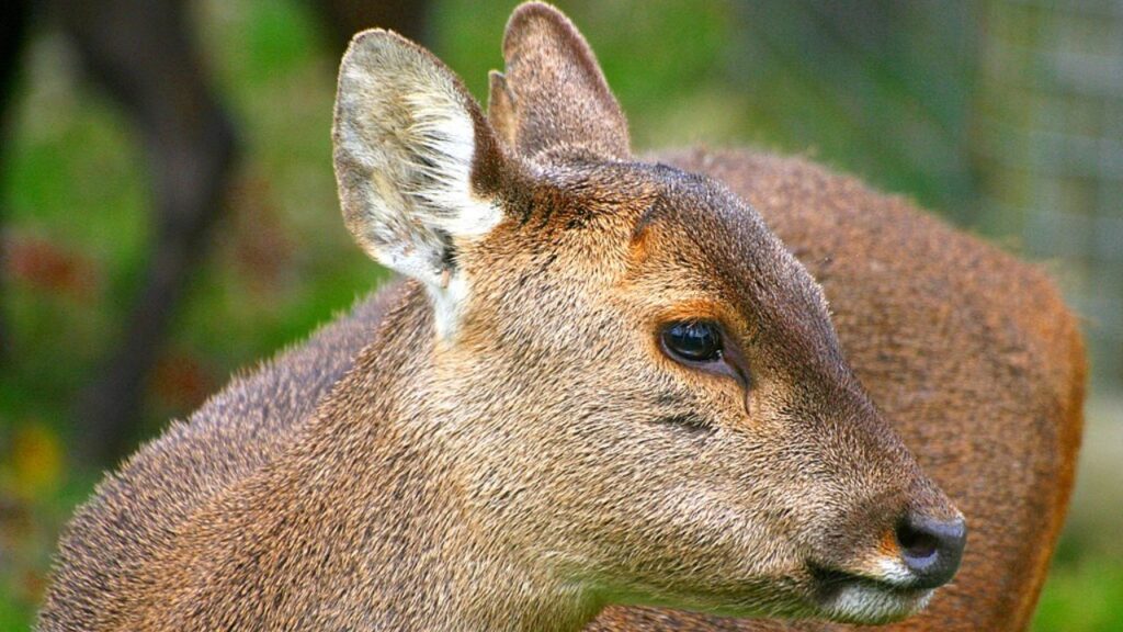 Il cervo di Bawean è endemico dell'isola omonima nel Mar di Giava. È minacciato soprattutto dalla deforestazione e dagli attacchi dei cani randagi: nel 2006 si stimò una popolazione di circa 300 capi.