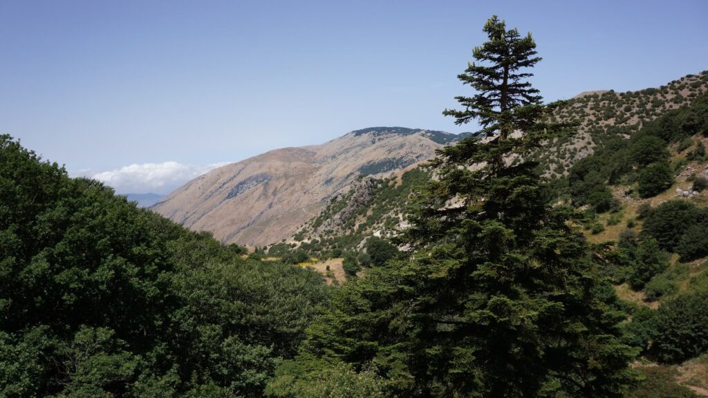 Questo abete endemico italiano è tra le conifere più rare al mondo. Ha un areale di distribuzione ristretto al solo Parco delle Madonie, tra 1350 e 1700 metri di altitudine, dove sopravvivono circa 30 esemplari. 