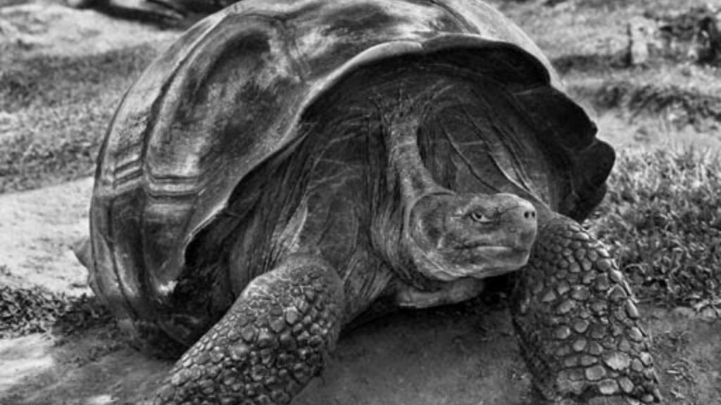 Sebastião Salgado, il fotografo che amava la Terra, Sebastião Salgado, Galápagos, 2004 seerie Genesis: l'immagine di una tartaruga
