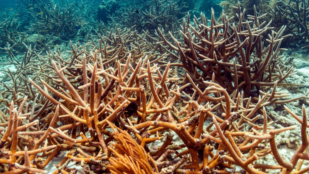 Cinque specie oceaniche a rischio estinzione che dovete conoscere: Acropora cervicornis 