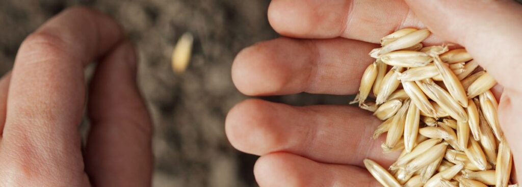 Fabio Brescacin, 40 anni di biologico: una mano che semina grano
