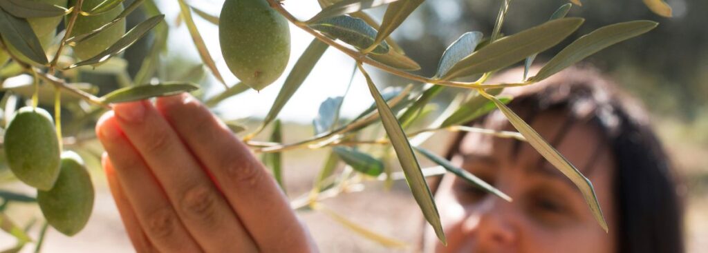 Cinzia Scaffidi, Il senso dell'olio