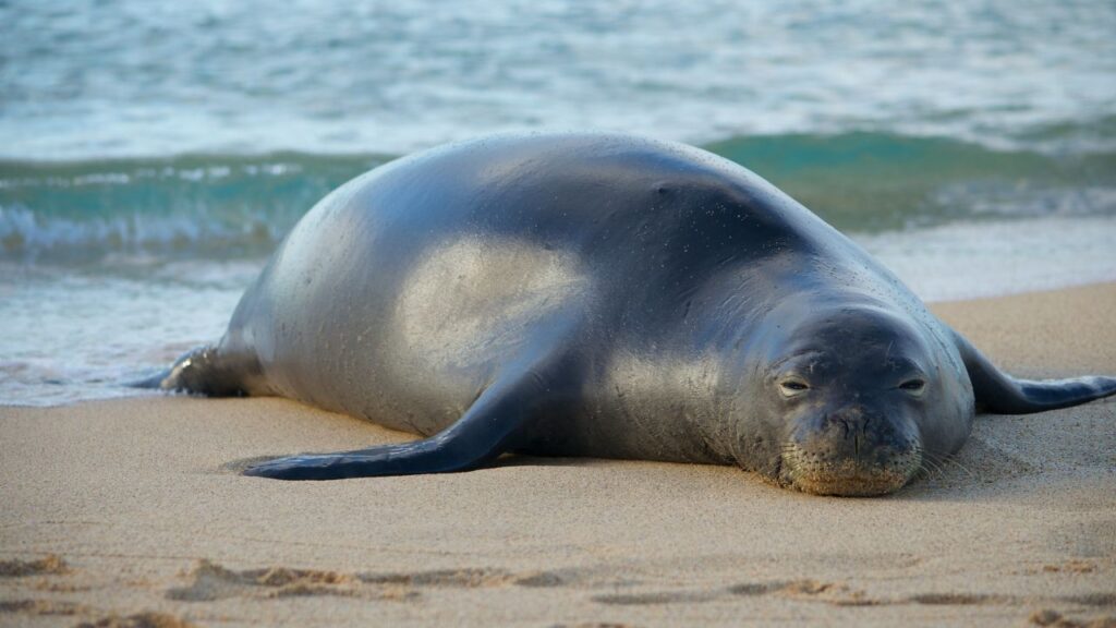 Cinque specie oceaniche a rischio estinzione che dovete conoscere: Foca Monaca 