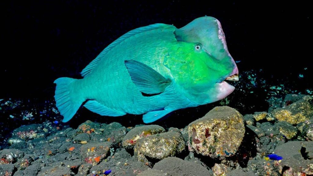 Cinque specie oceaniche a rischio estinzione che dovete conoscere: il pesce pappagallo gigante