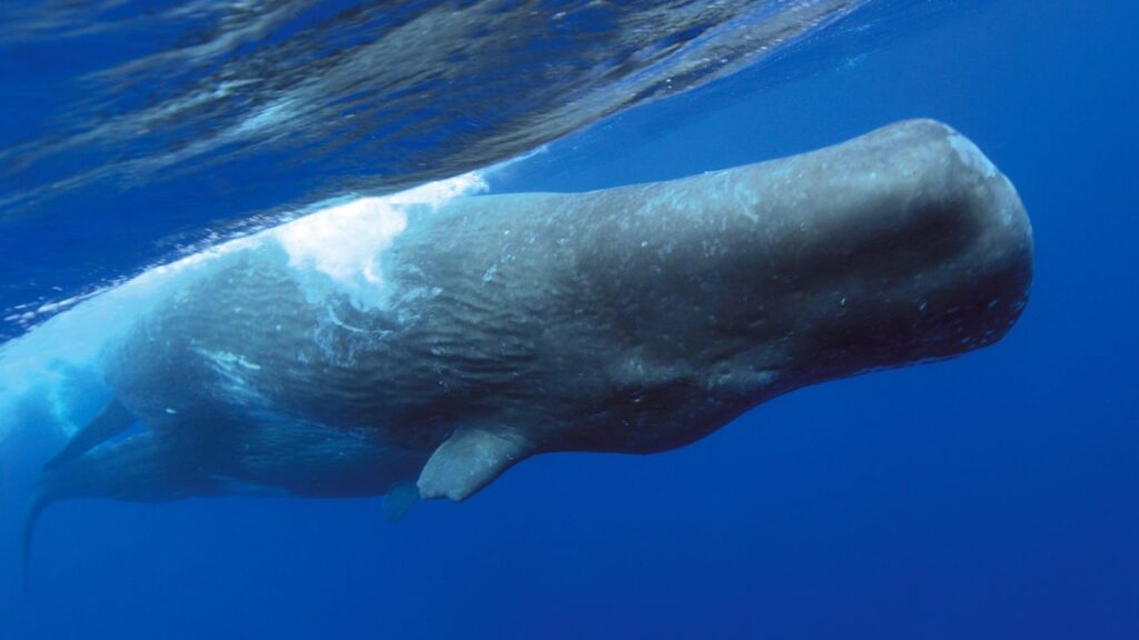 Cinque specie oceaniche a rischio estinzione che dovete conoscere: il capodoglio