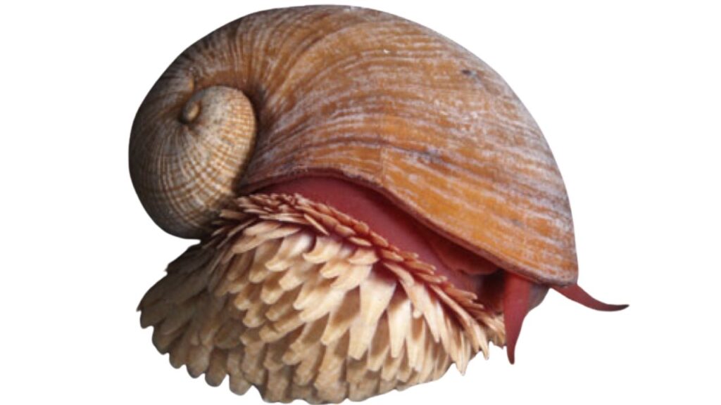 Cinque specie oceaniche a rischio estinzione che dovete conoscere: il Pangolino di mare