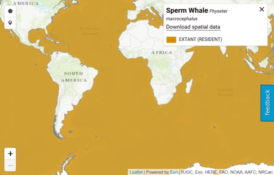 Cinque specie oceaniche a rischio estinzione che dovete conoscere: l'area di diffusione del Capodoglio