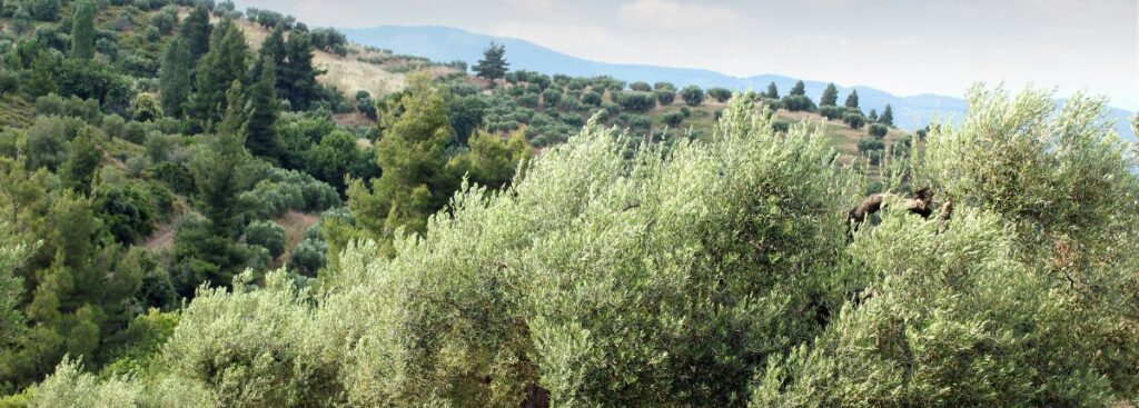 Cinzia Scaffidi, L'olio, che senso ha: un uliveto