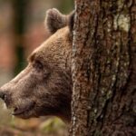 Un orso bruno delle Alpi di profilo dietro un tronco