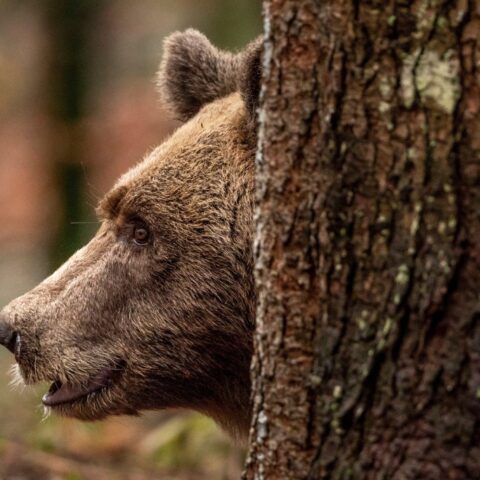 Un orso bruno delle Alpi di profilo dietro un tronco