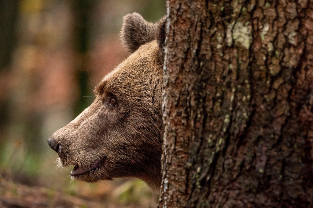 Un orso bruno delle Alpi di profilo dietro un tronco