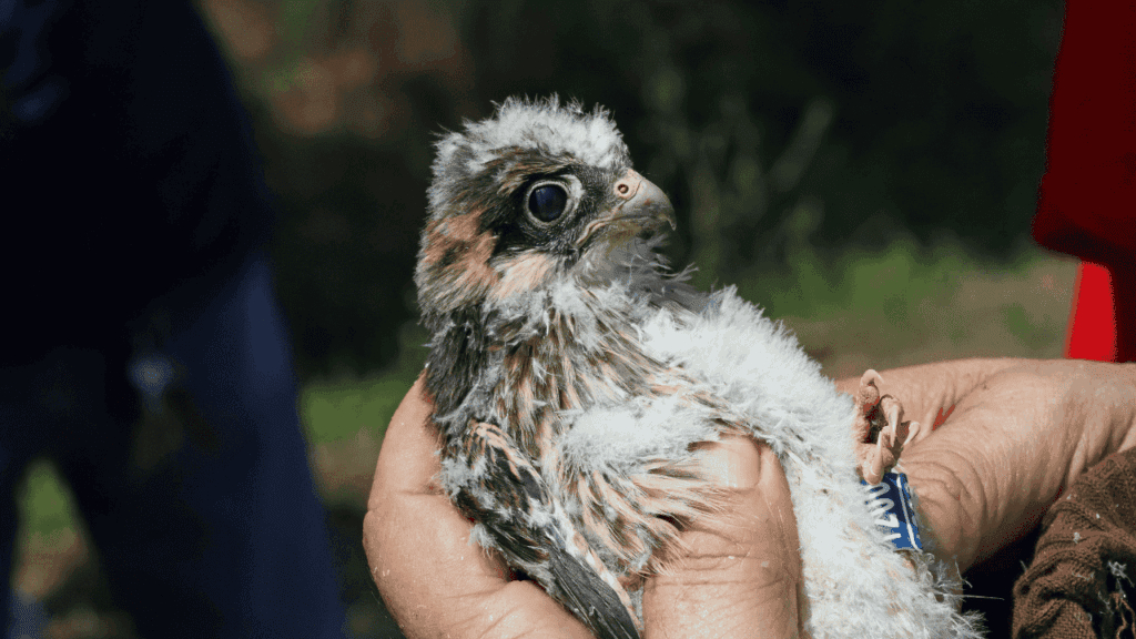 Un giovane esemplare di falco cuculo