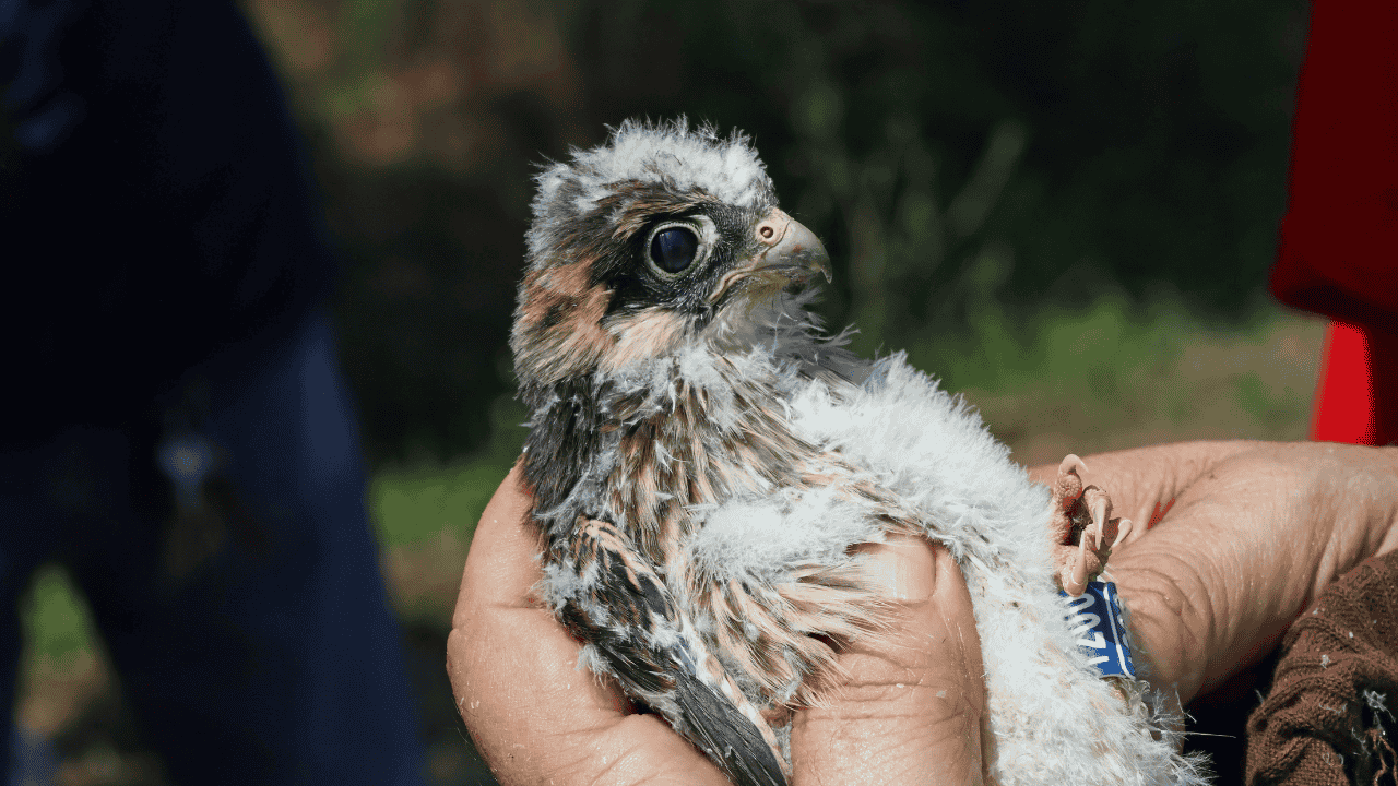 Un giovane esemplare di falco cuculo