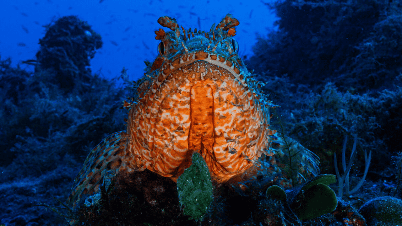 Lo scorfano rosso che abita i fondali del Mediterraneo. Foto: ©Alxis Rosenfeld