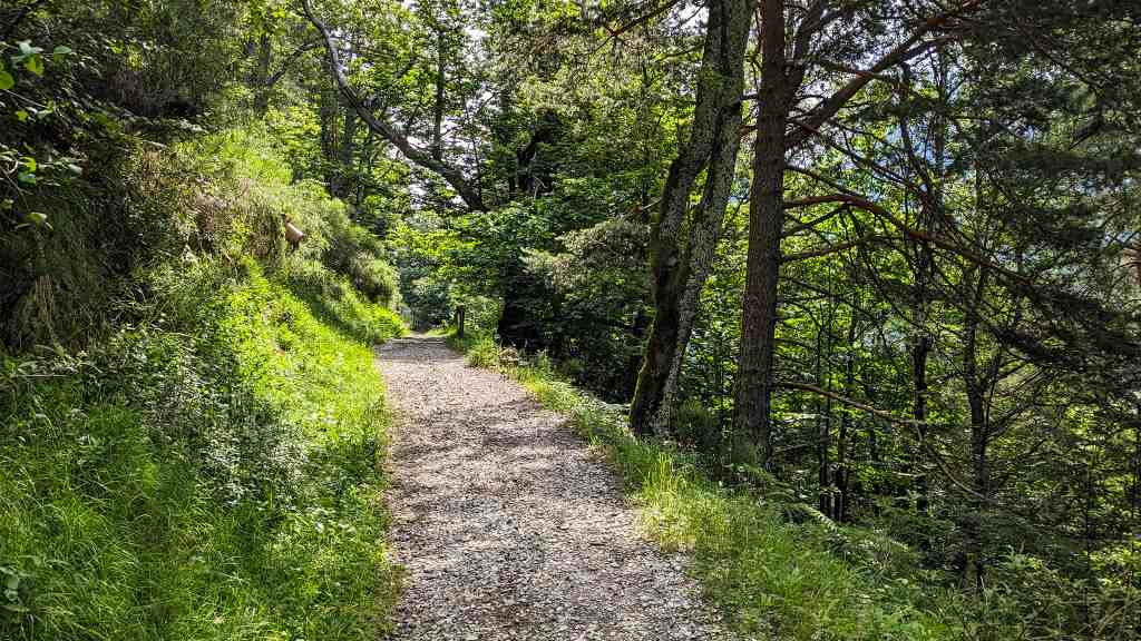 Il bosco nel cammion fra Druogno e Vigezzina