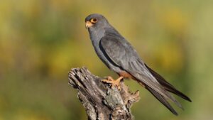 Il falco cuculo adulto. Foto: Michele Mendi, archivio Lipu