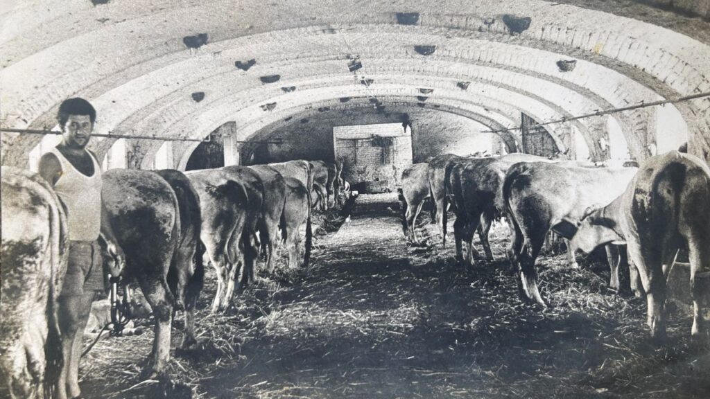 Il locale oggi utilizzato per il centro visite era la stalla della cascina. Qui sopra Bruno Vaschetti nel 1977 con cento vacche piemontesi e settanta nidi di rondine