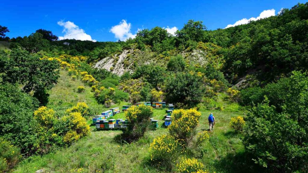 Salviamo le api, un messaggio di cui ritrovare il senso: alveari nel verde a Castelmezzano (Pz)