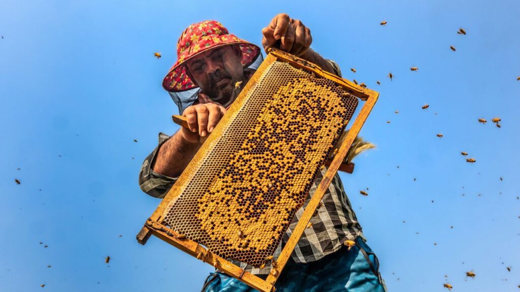 Salviamo le api, un messaggio di cui ritrovare il senso: un apicoltore mostra il telaino con gli insetti
