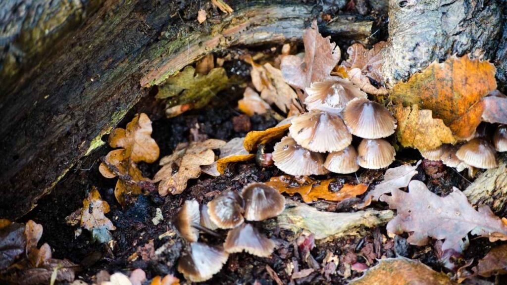 Cinque fenomeni dell'autunno che dovete conoscere: funghi e foglie secche sotto un albero