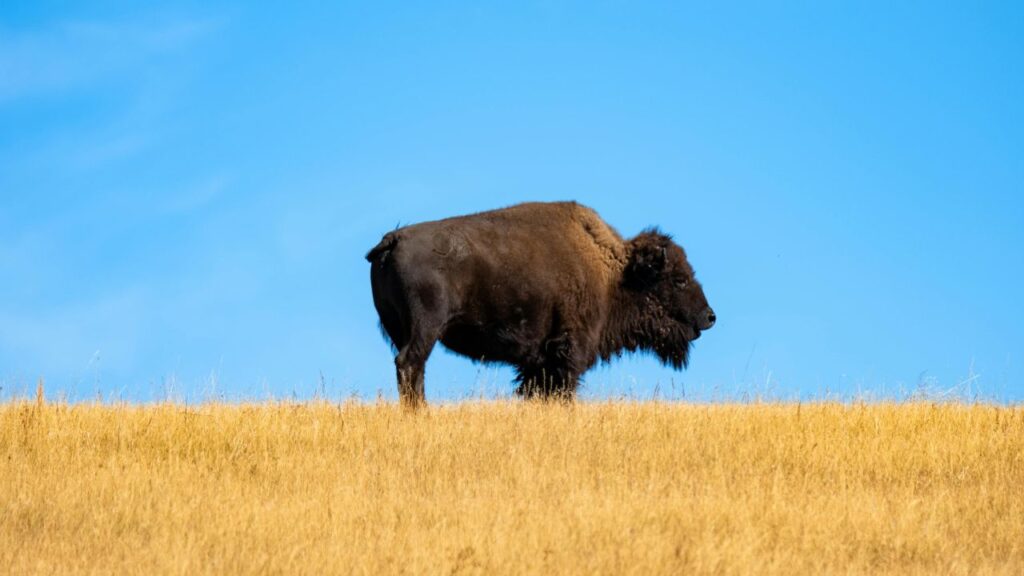 Fragile come un bisonte: un esemplare in lontananza sulla prateria americana