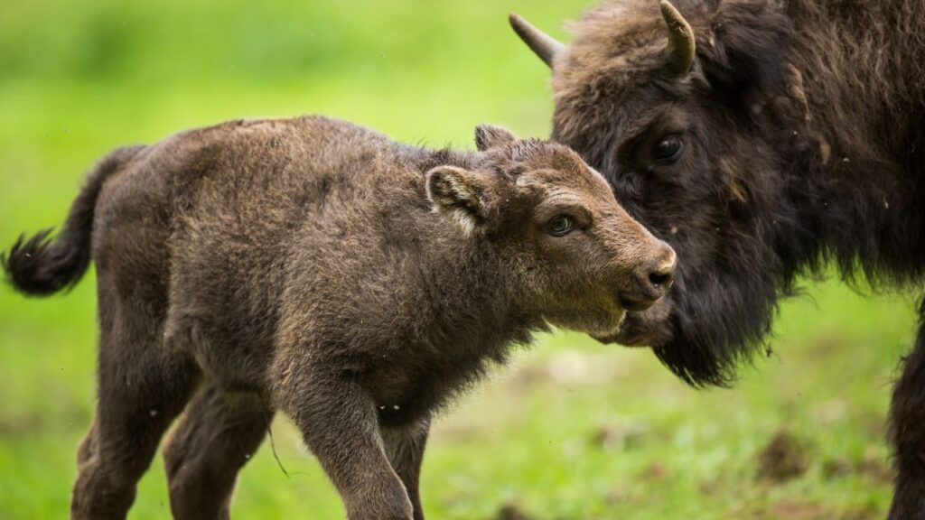 Fragile come un bisonte: un cucciolo con la mamma