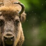 Fragile come un bisonte: un esemplare in primo piano