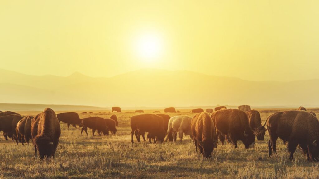 Fragile come un bisonte: degli esemplari su un prato al tramonto