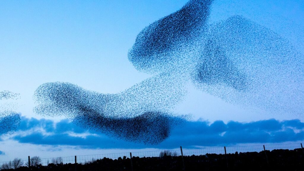 Cinque fenomeni dell'autunno che dovete conoscere: uno stormo di storni