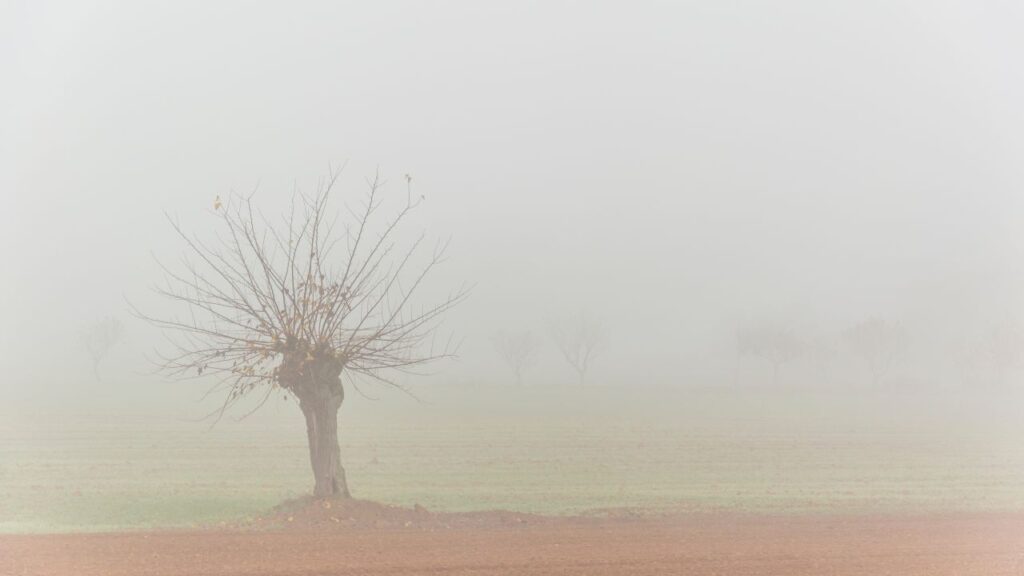 Cinque fenomeni dell'autunno che dovete conoscere: un albero nella nebbia della Pianura Padana